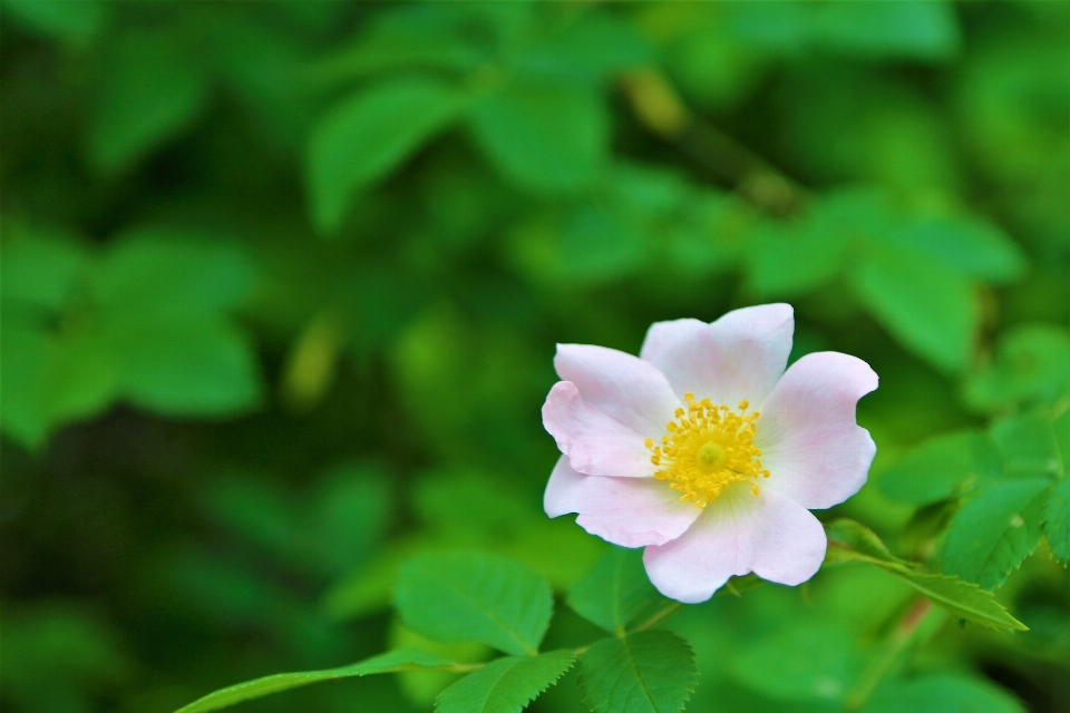 Flower spring nature plant