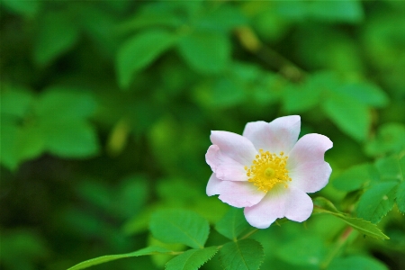 Blume frühling natur anlage Foto