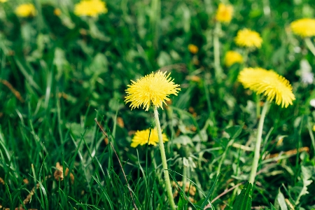 Dandelion yellow green flower Photo