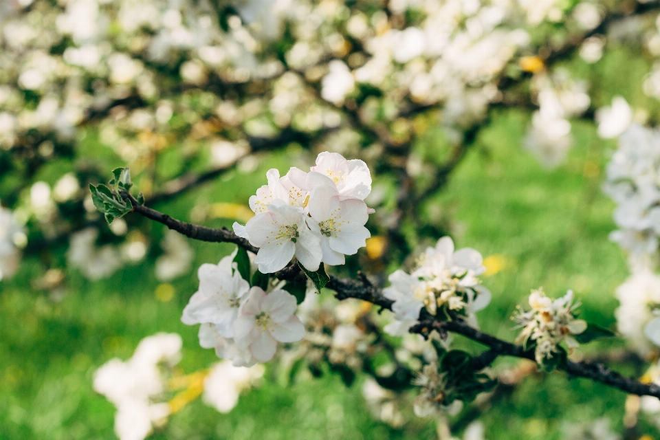 Apple 开花 白色的 花的