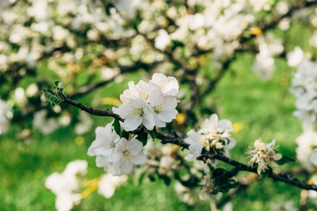 Apple blossom white floral Photo