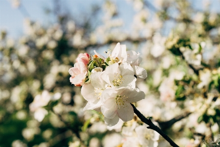 Apple blossom white floral Photo