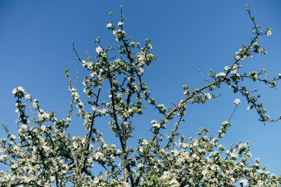 Apple blossom white tree