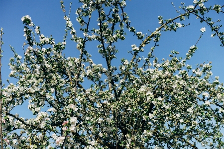 Apple blossom white tree Photo