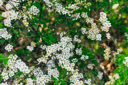 White flower green leaf Photo