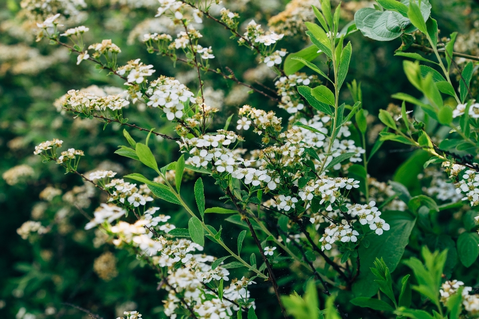 Blanc fleur vert feuille