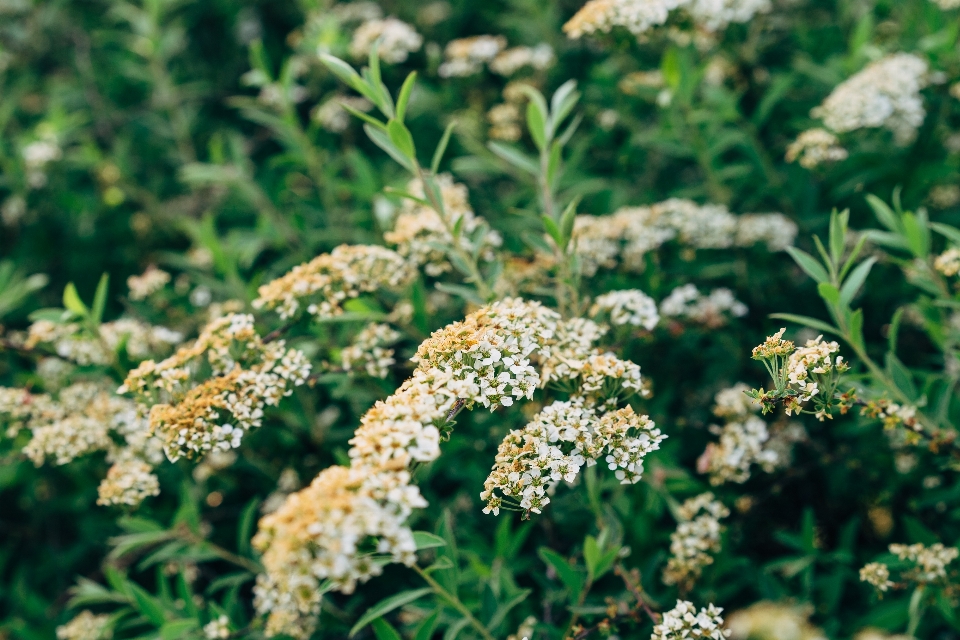 Blanc fleur vert feuille