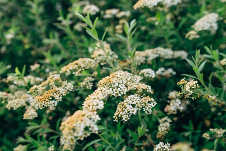 White flower green leaf Photo