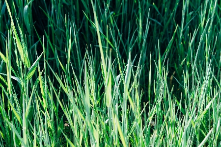 Green lush nature field Photo