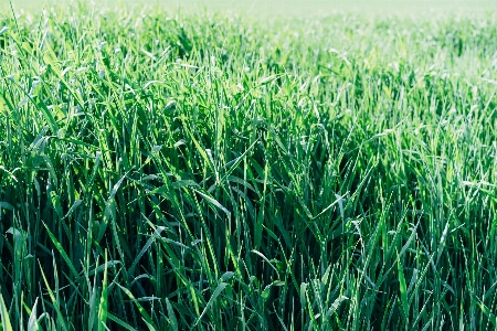 Green lush nature field Photo