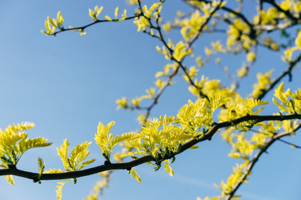 Giallo ramo albero fiore