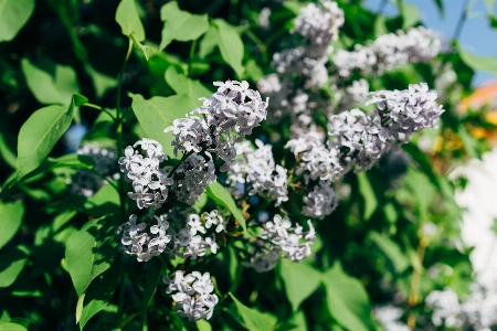 Lilac blossom flower green Photo