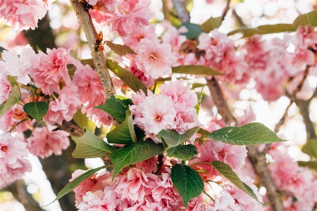 花 白 薔薇 女性 写真