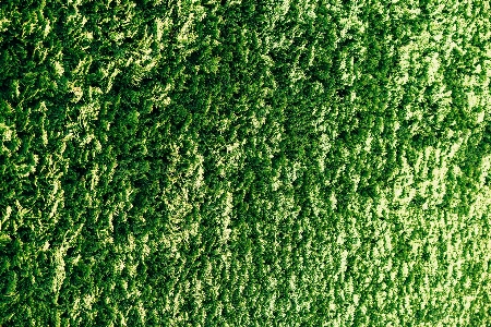 Pattern green plant lush Photo