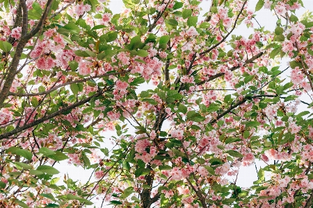 Tree pink rose green Photo