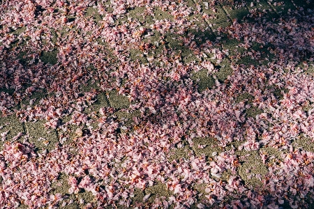 花 葉 床 ピンク 写真