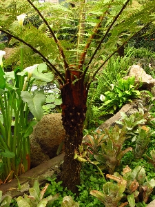 Glass stained mexico tree Photo