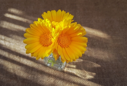 Foto Amarelo flores flor plantar