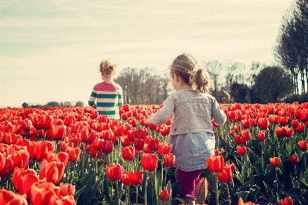 People in nature flower tulip red Photo