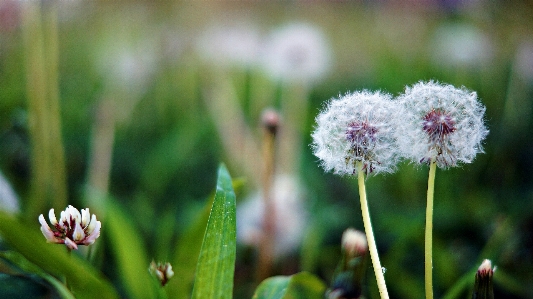 Foto Dente de leão natureza flor planta com flor
