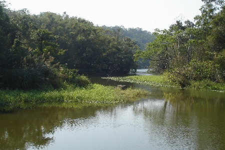 Plant water front wetland tree Photo