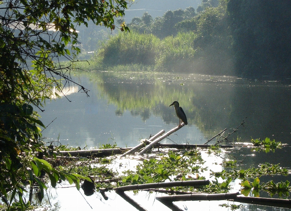 Bird morning water stream