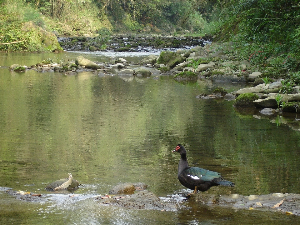 Bebek stream anak sungai kecil
