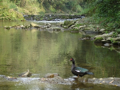 Duck stream brook creek Photo