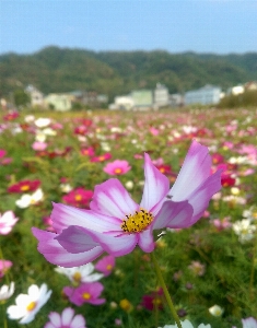 Cosmos flower mexican aster farm Photo