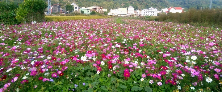 Foto Kosmos
 bunga kebun aster meksiko
