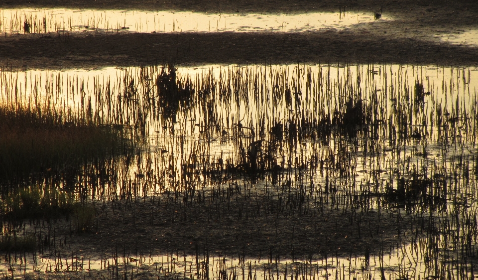 Wetland seaside sunset shadow