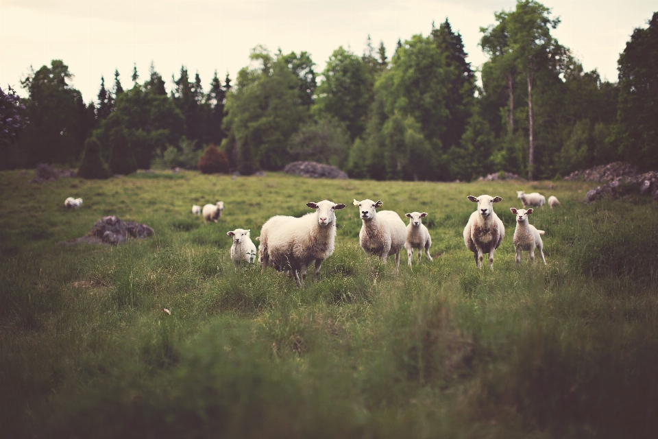 Herde weide
 schaf weiden
