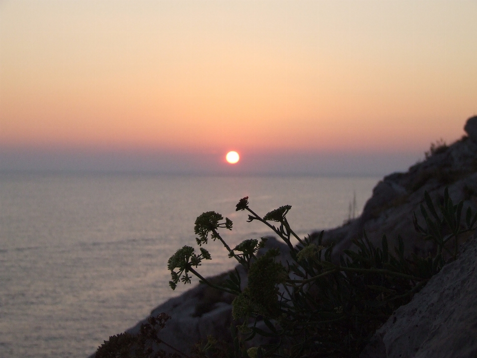 Sunset cliff flower sky