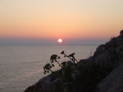 Sunset cliff flower sky Photo