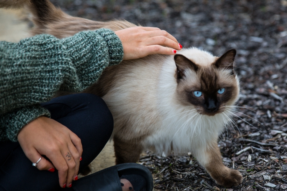 Gato mamífero birmanês
 gatos de pequeno a médio porte
