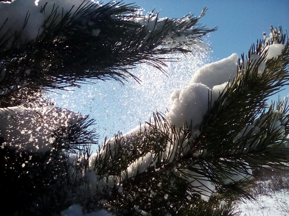 雪 森林 太阳 天空