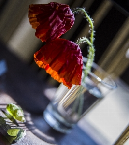 Rot blume schön frauen Foto