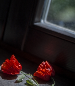 Red flower romantic beautiful Photo