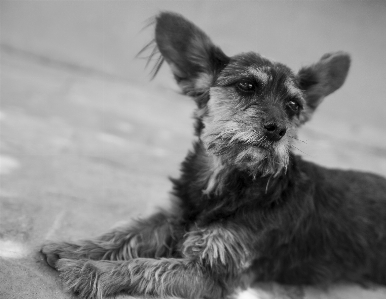 Foto Cachorro preto branco lindo