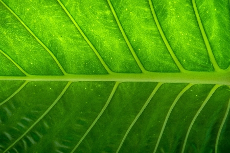 Green leaf banana terrestrial plant Photo