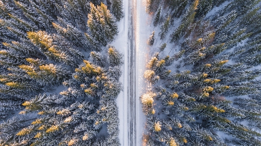 Su yaprak ağaç gökyüzü Fotoğraf