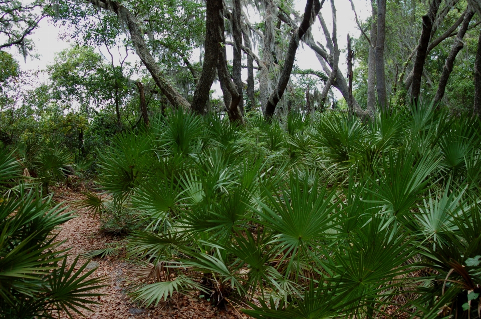 Parque de peras
 rede
 flórida saw palmetto
