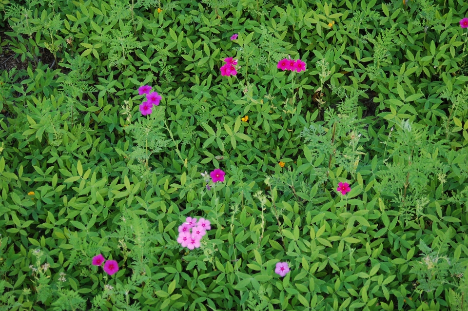 Parc des poires
 réseau
 floride fleur