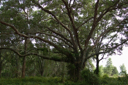 Pear park palatlakaha florida oak Photo