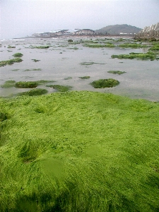 Algae green rock intertidal zone Photo