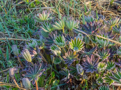 Anlage blume vegetation blatt Foto