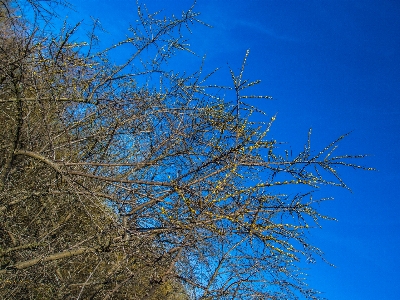 Photo Bois arbre bifurquer bleu