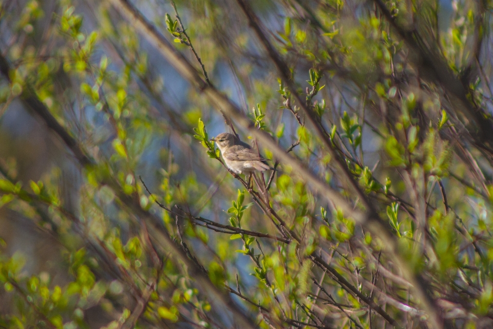 Vogel tierwelt zweig baum