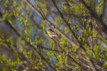 Bird wildlife branch tree Photo