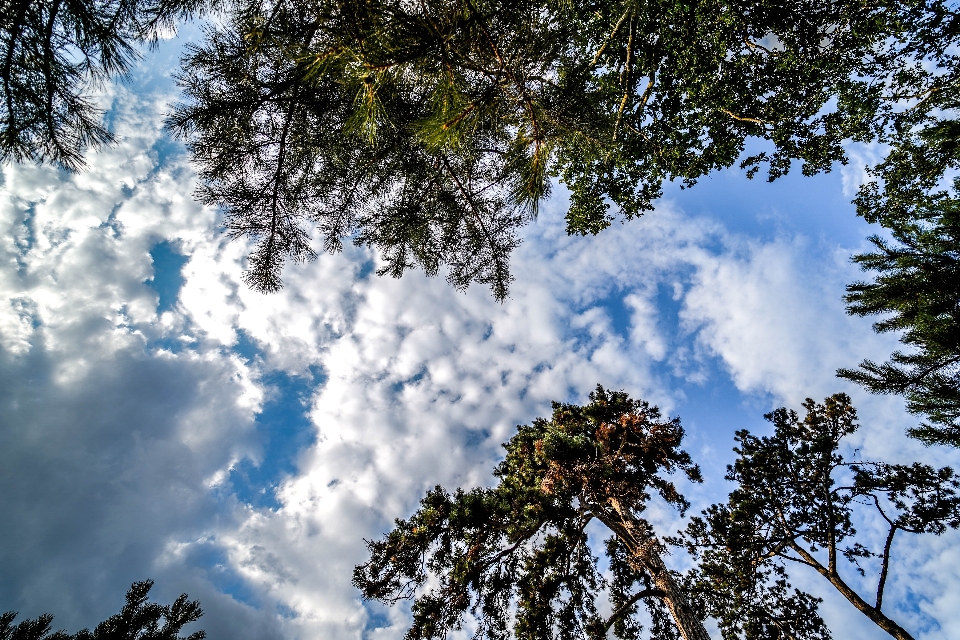 Ciel nuage arbre jour